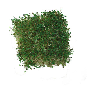 Alfalfa Sprouts