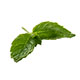 Mint Leaves