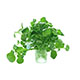 Watercress