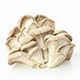 Mushrooms, Oyster