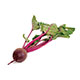 Beets