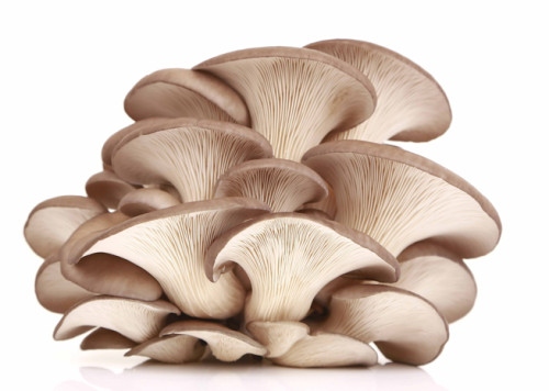 Mushrooms, Oyster