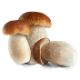Mushrooms, Porcini